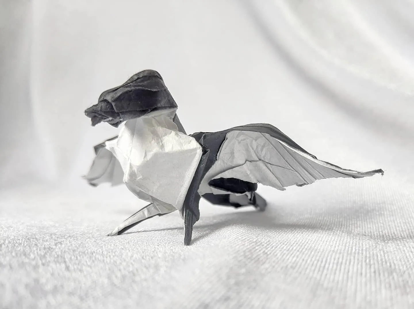 Robin - Winston Lee